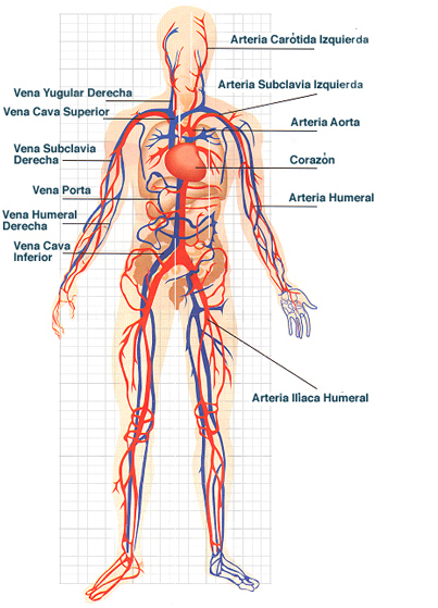 sistema circulatorio image